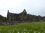 FZ028634 Daisies at Tintern Abbey.jpg